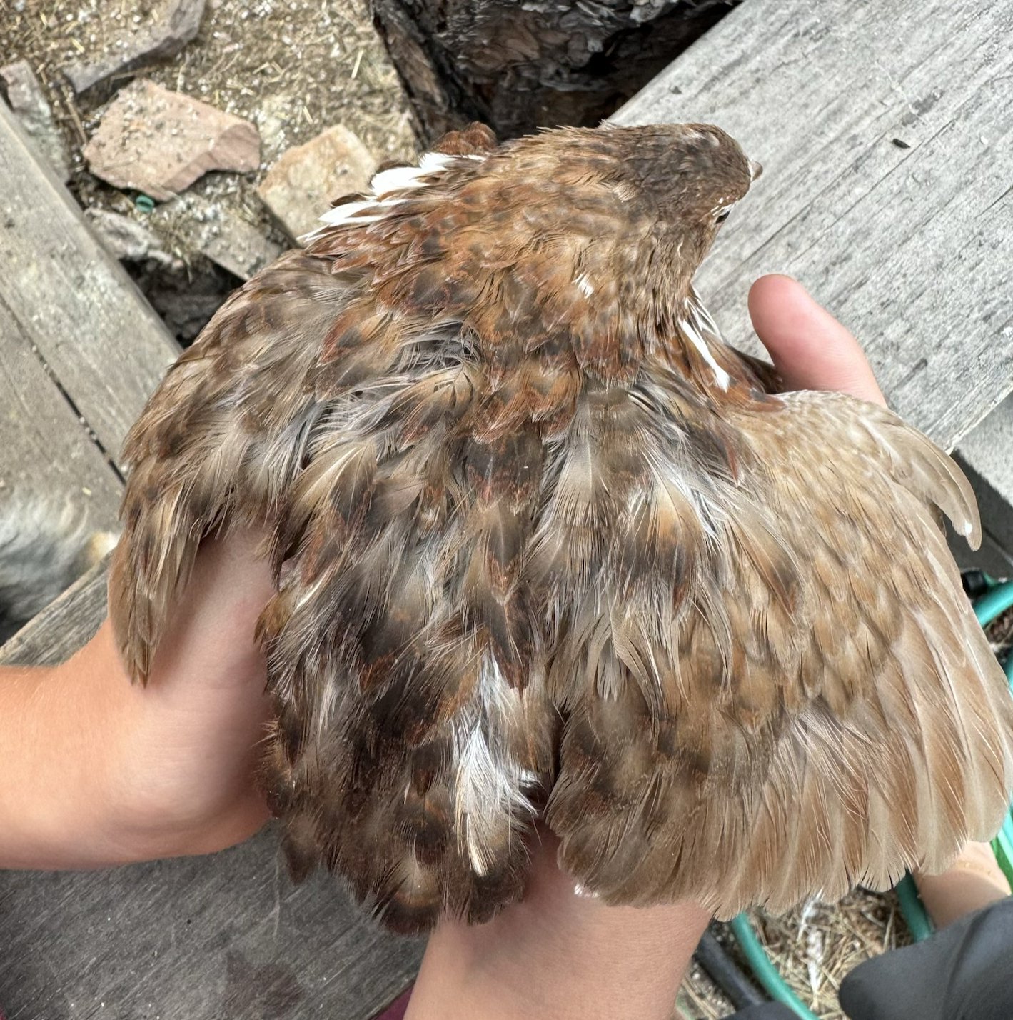 Rosie, back and wing pattern