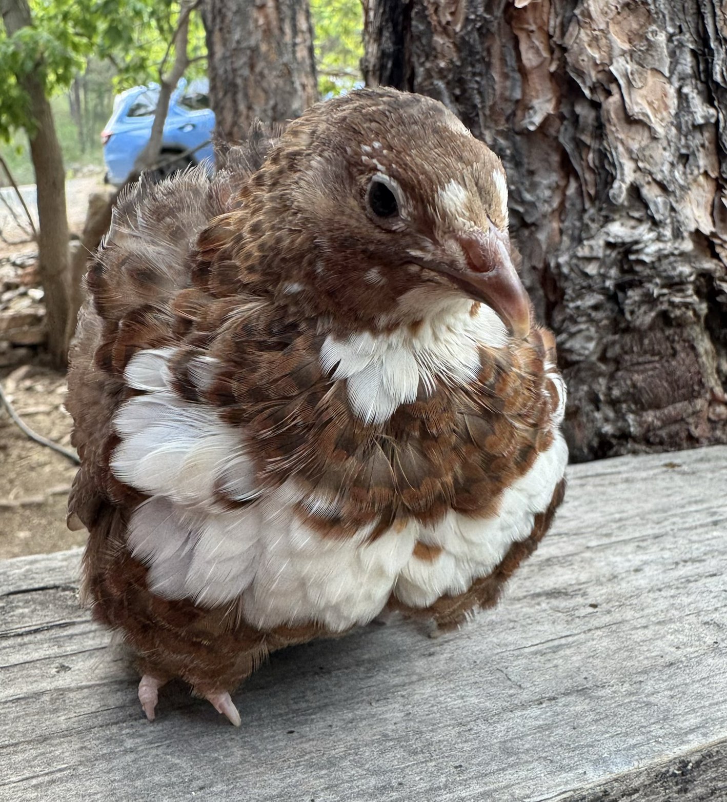 Rosie, Range Coturnix female
