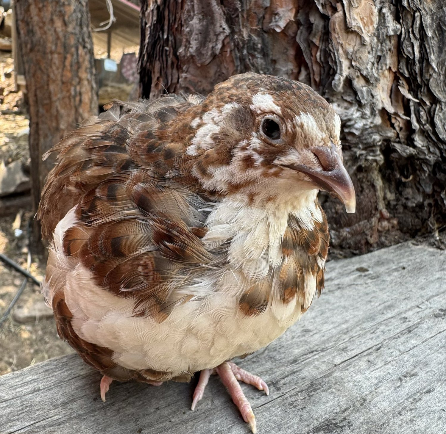 A Range Celadon jumbo Coturnix quail showing rich chestnut plumage and a white bib