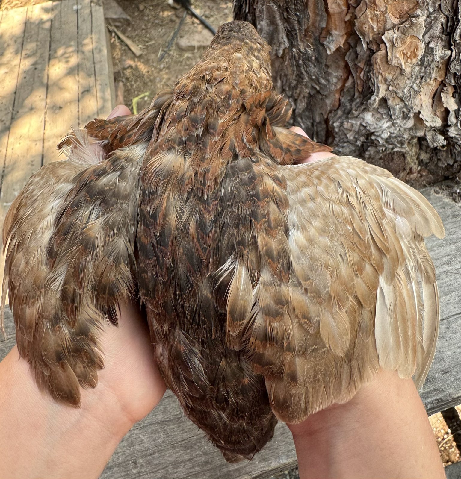 Eowyn, back and wing pattern