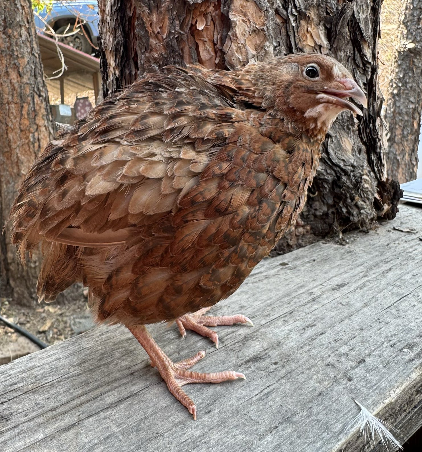 Eowyn, Range Coturnix female