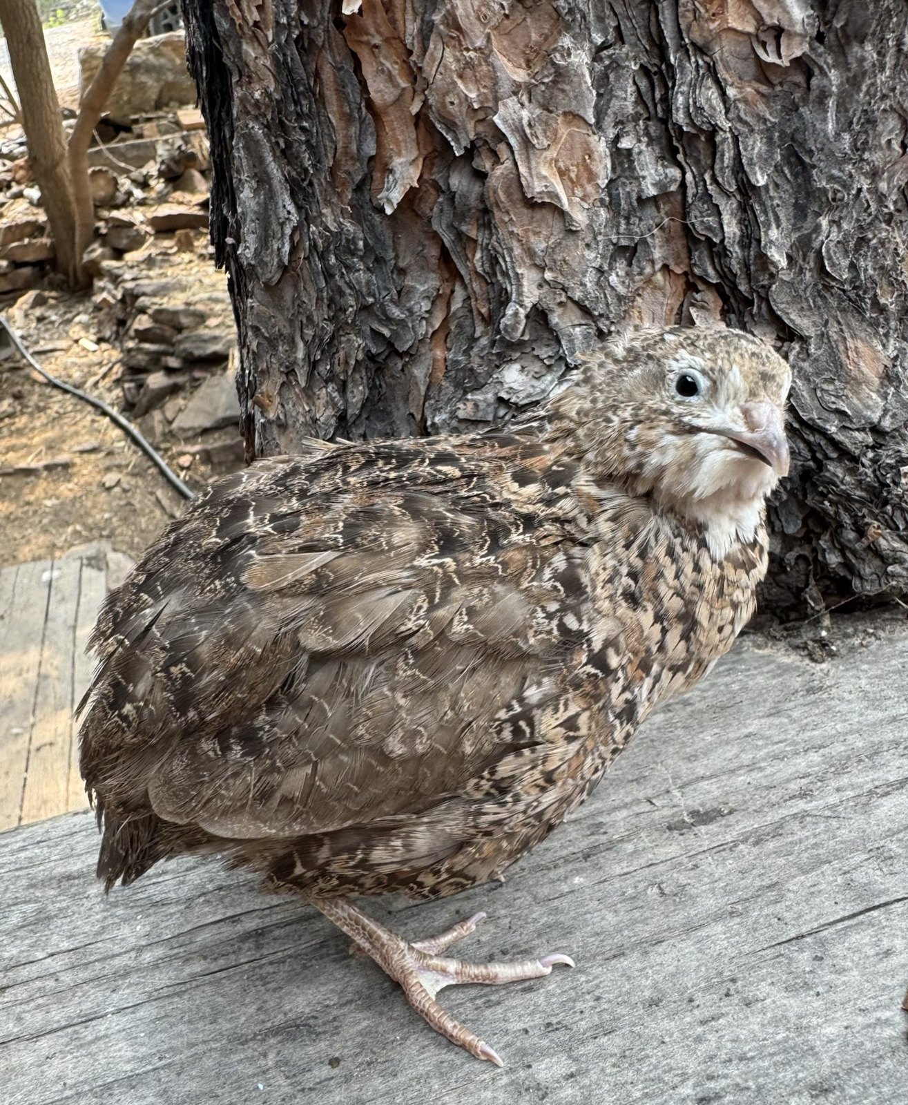 Faramir, Range Coturnix male