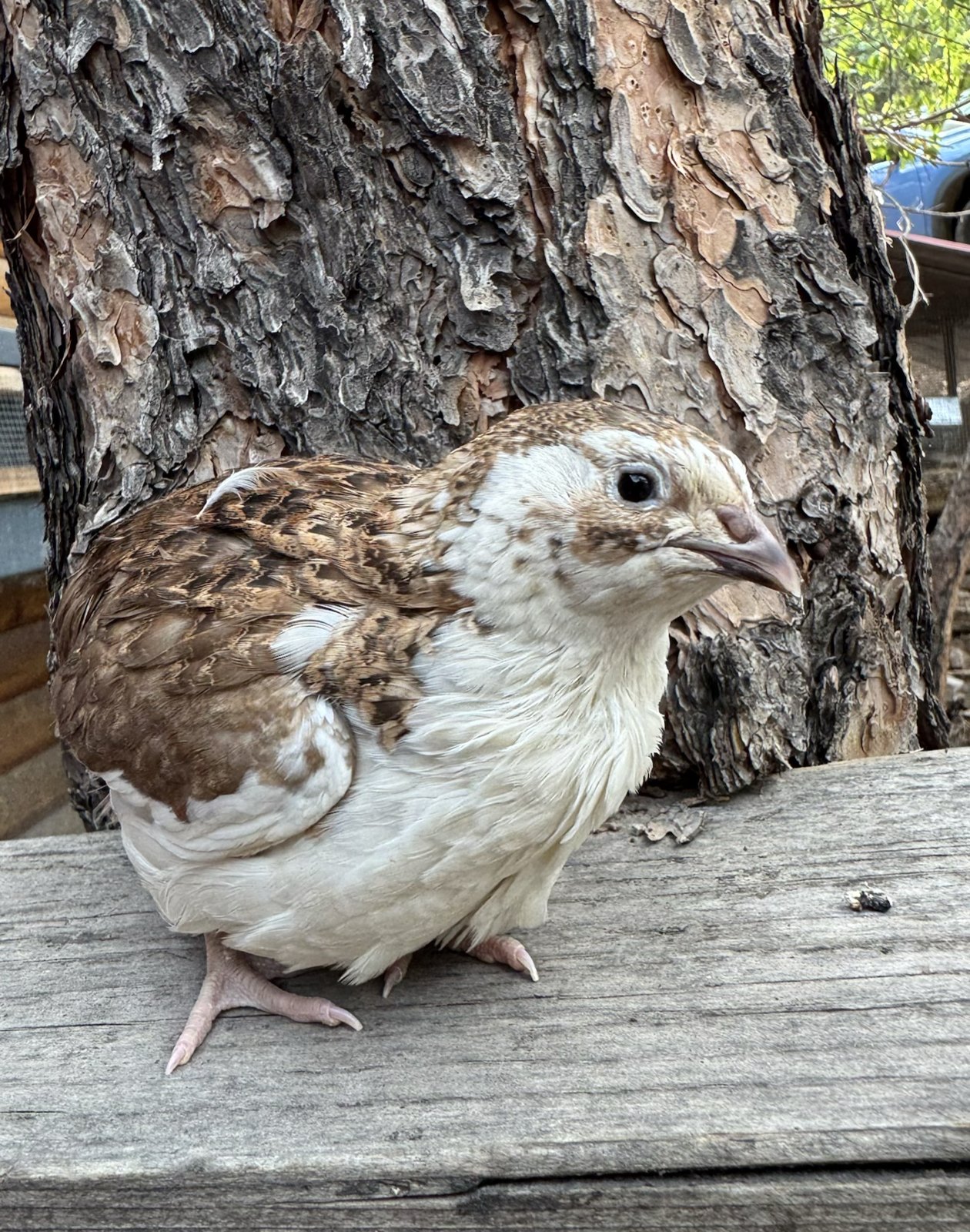 Legolas, Range Coturnix male