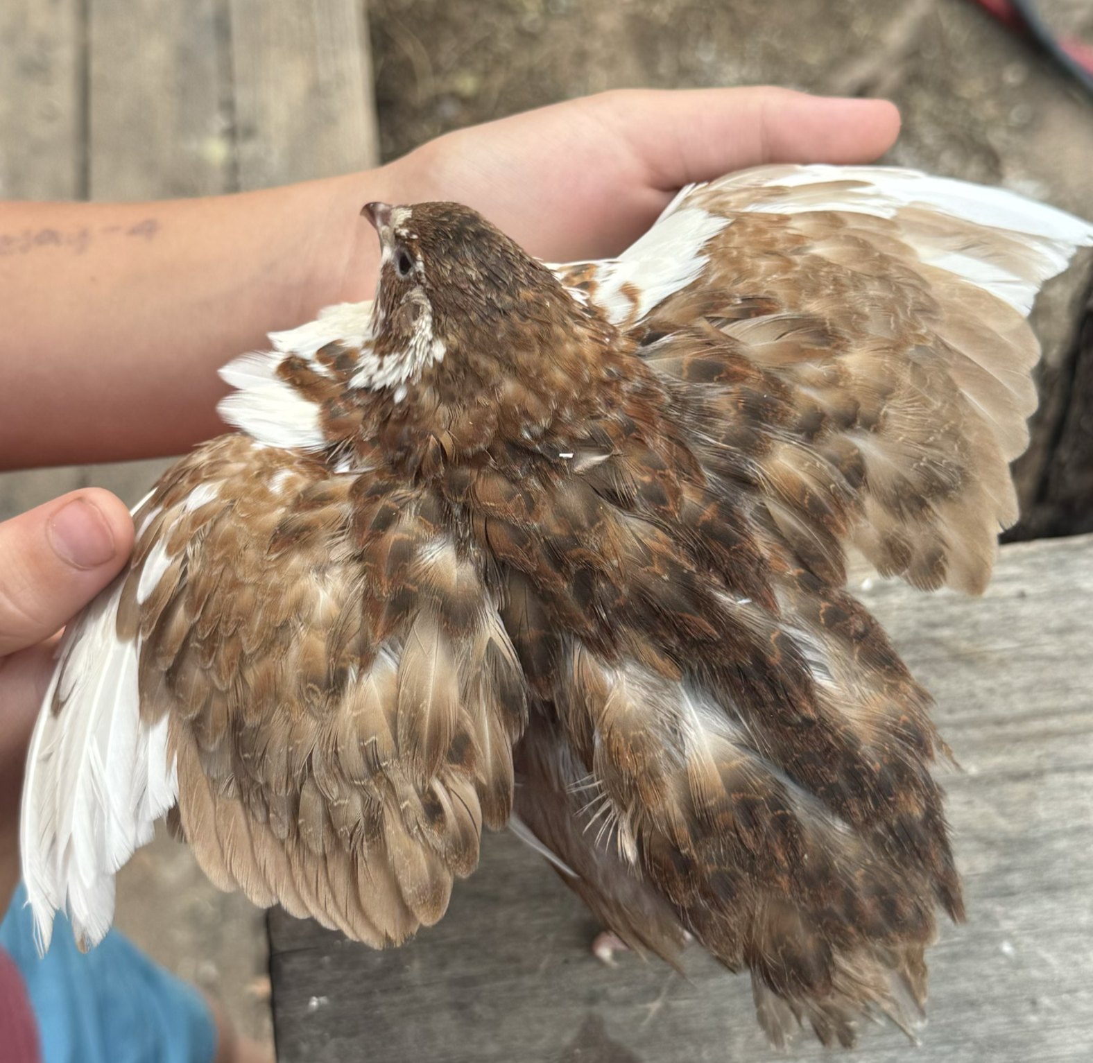 Gimli, back and wing pattern