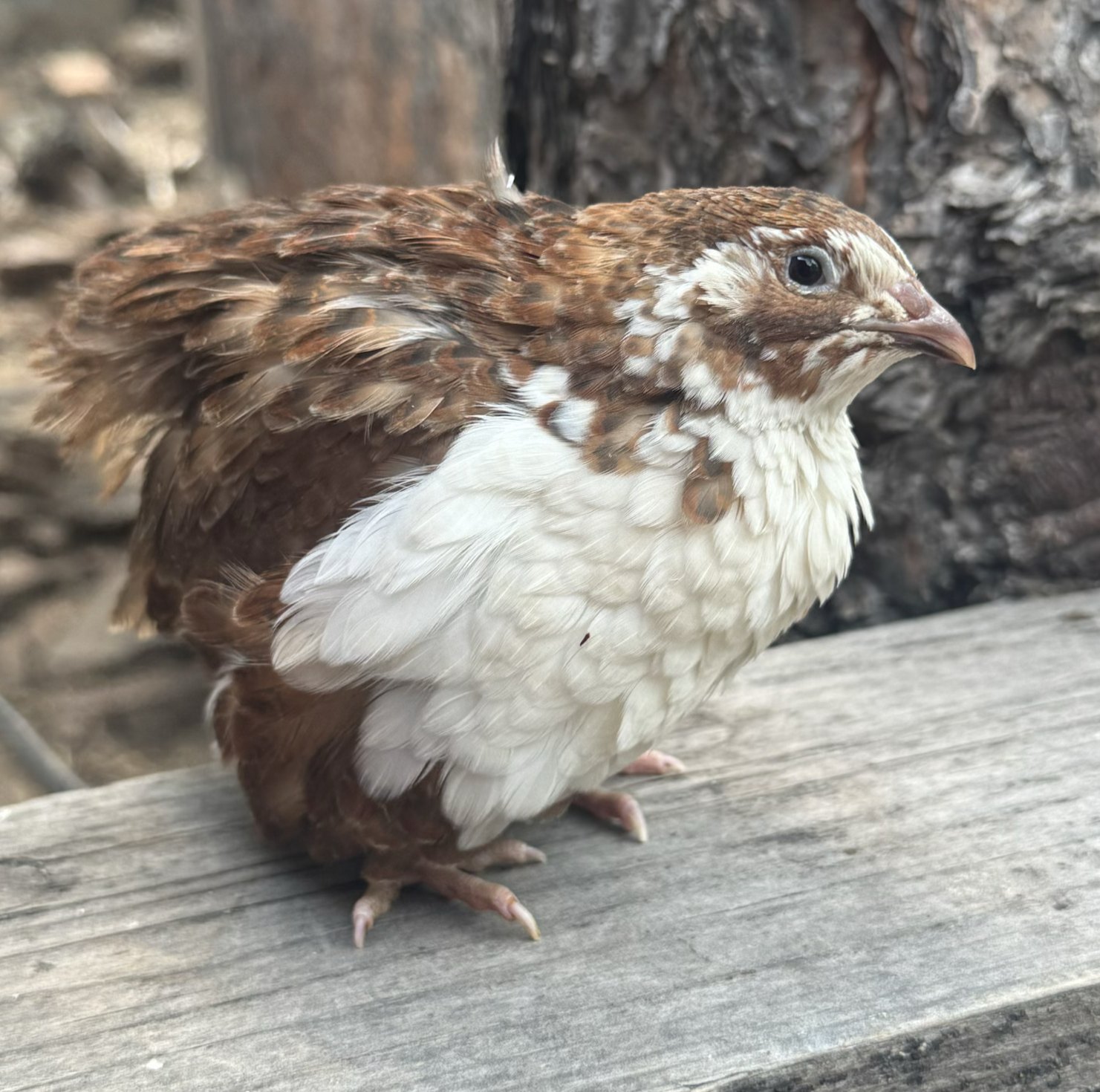 Gimli, Range Coturnix male