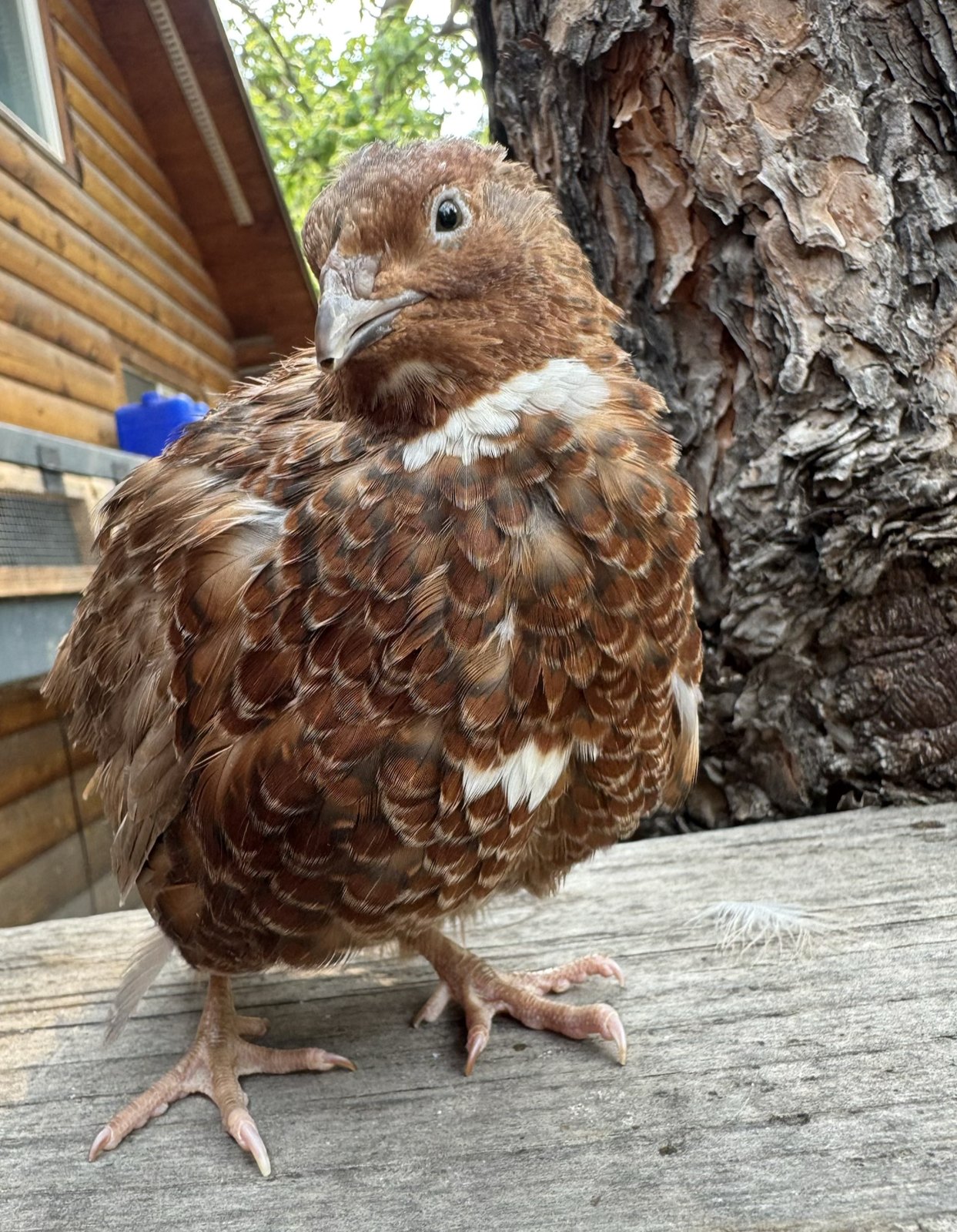 Aragorn, Range Coturnix male