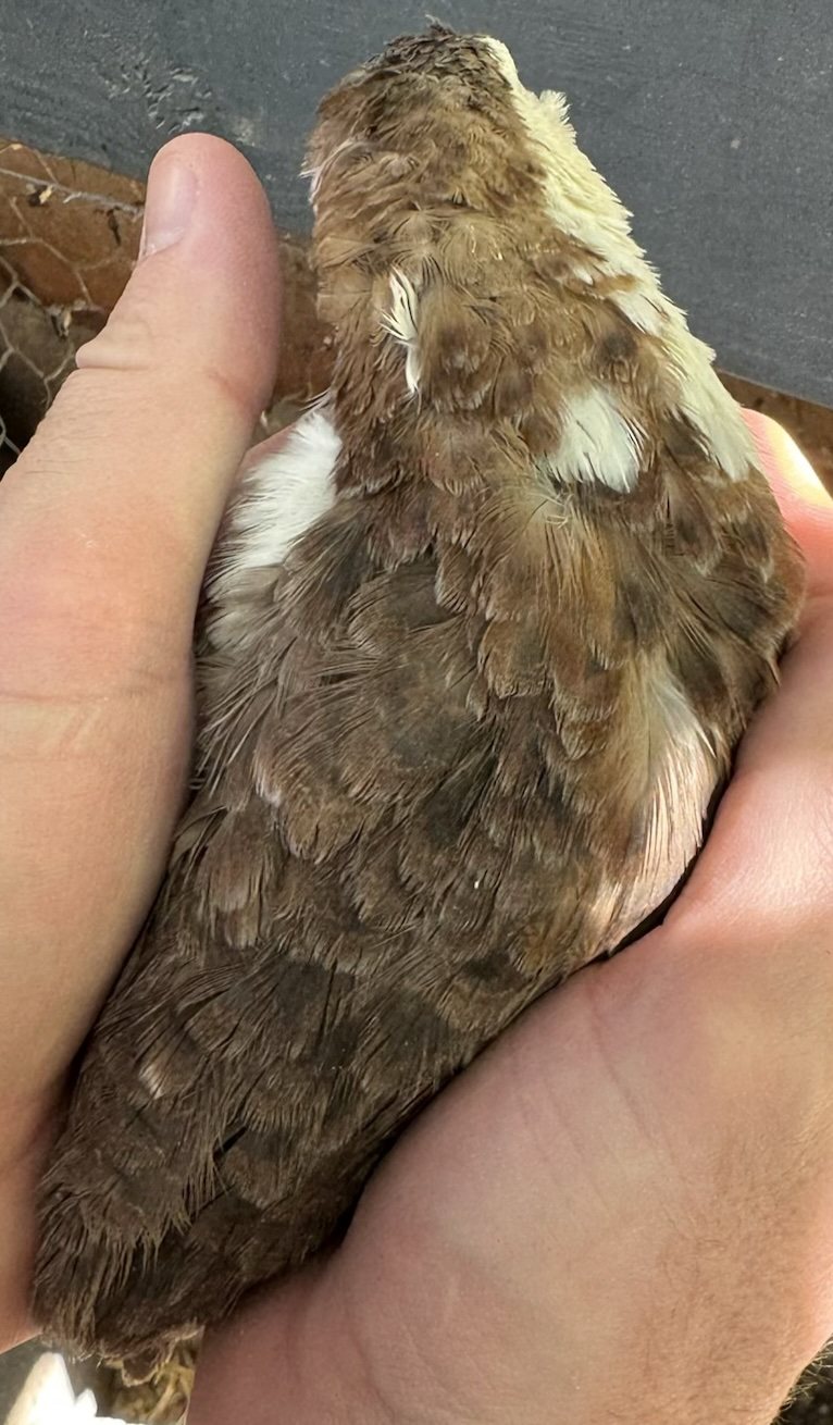 Samwise, back and wing pattern