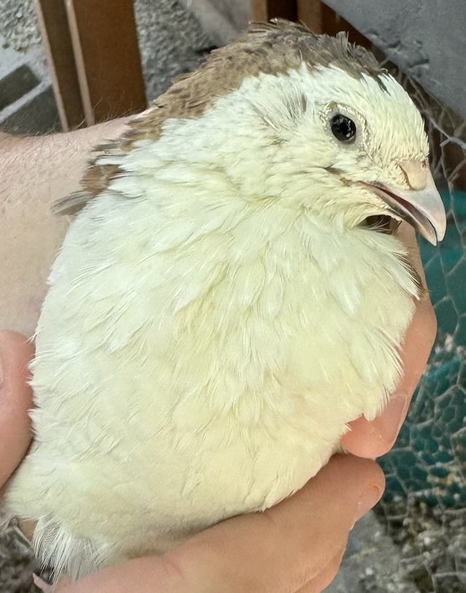 Samwise, Range Coturnix male