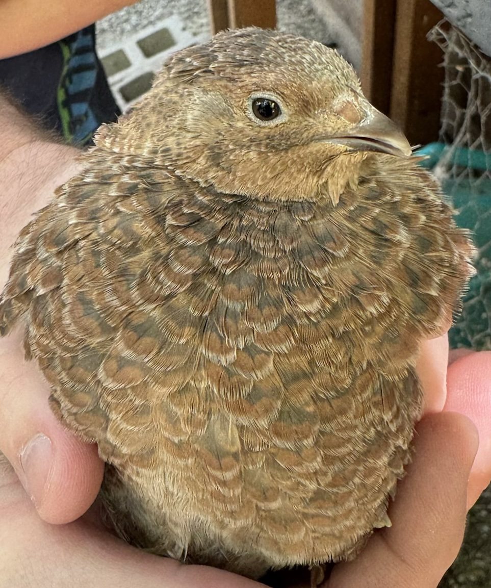 Galadriel, Range Coturnix female