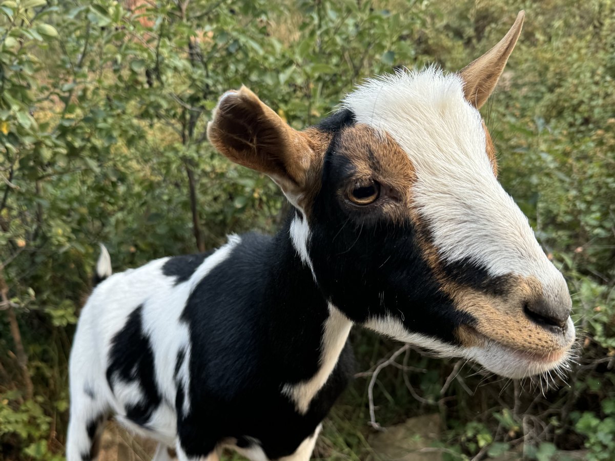 Gelado, a black and white Nigerian Dwarf goat