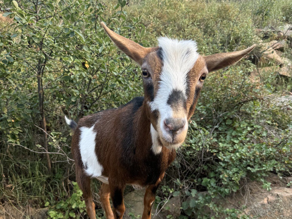 Talenti, a brown and white Nigerian Dwarf goat