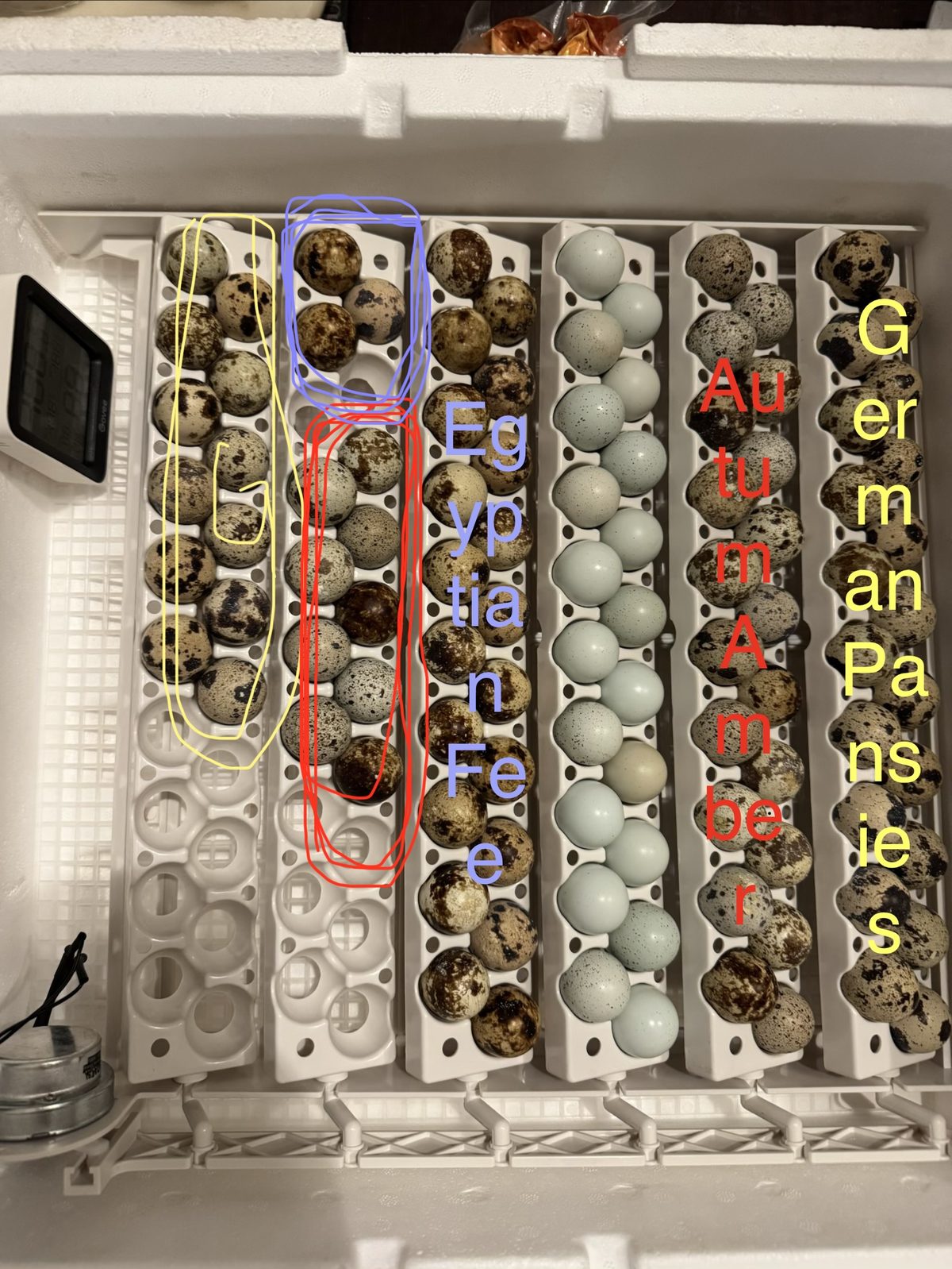Quail hatching eggs sorted by variety in the incubator
