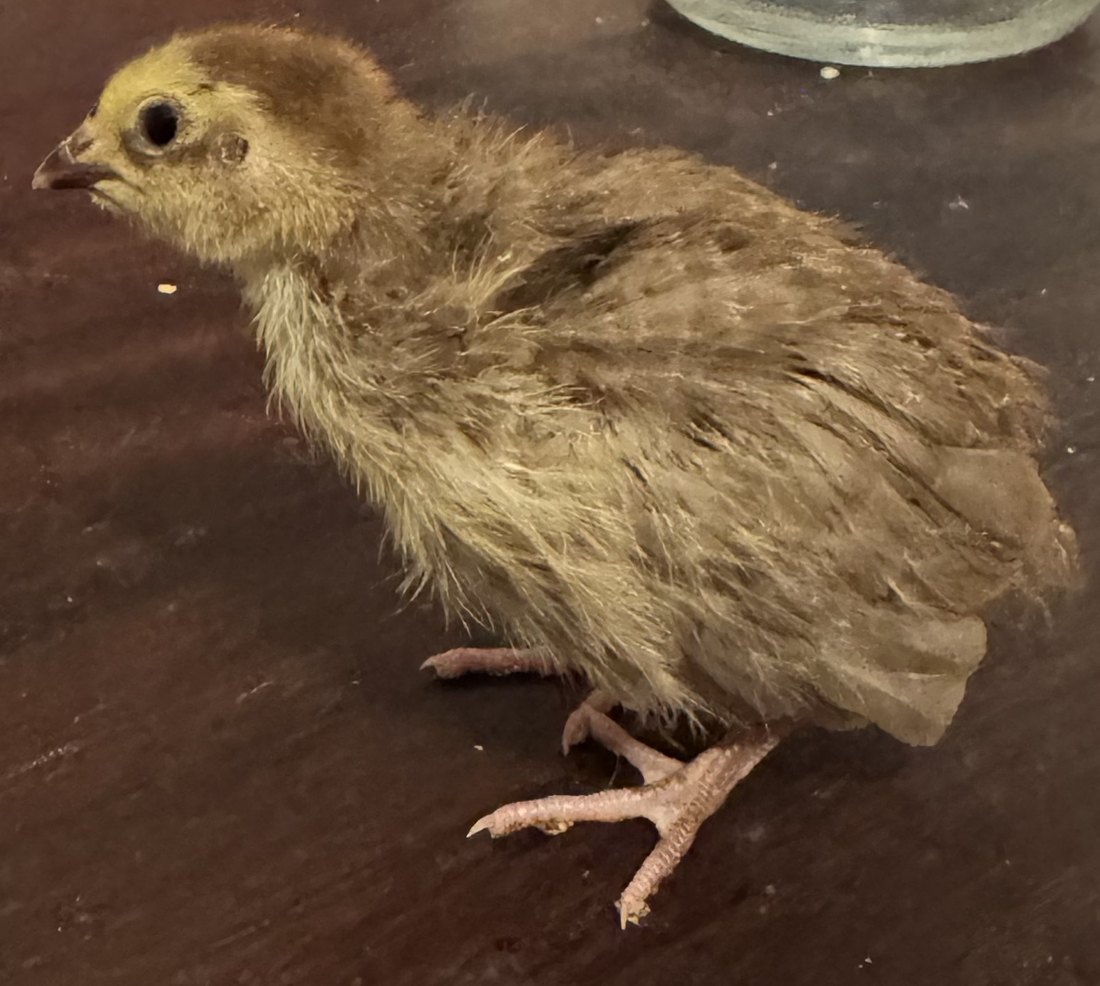 A Coturnix quail chick a few days old