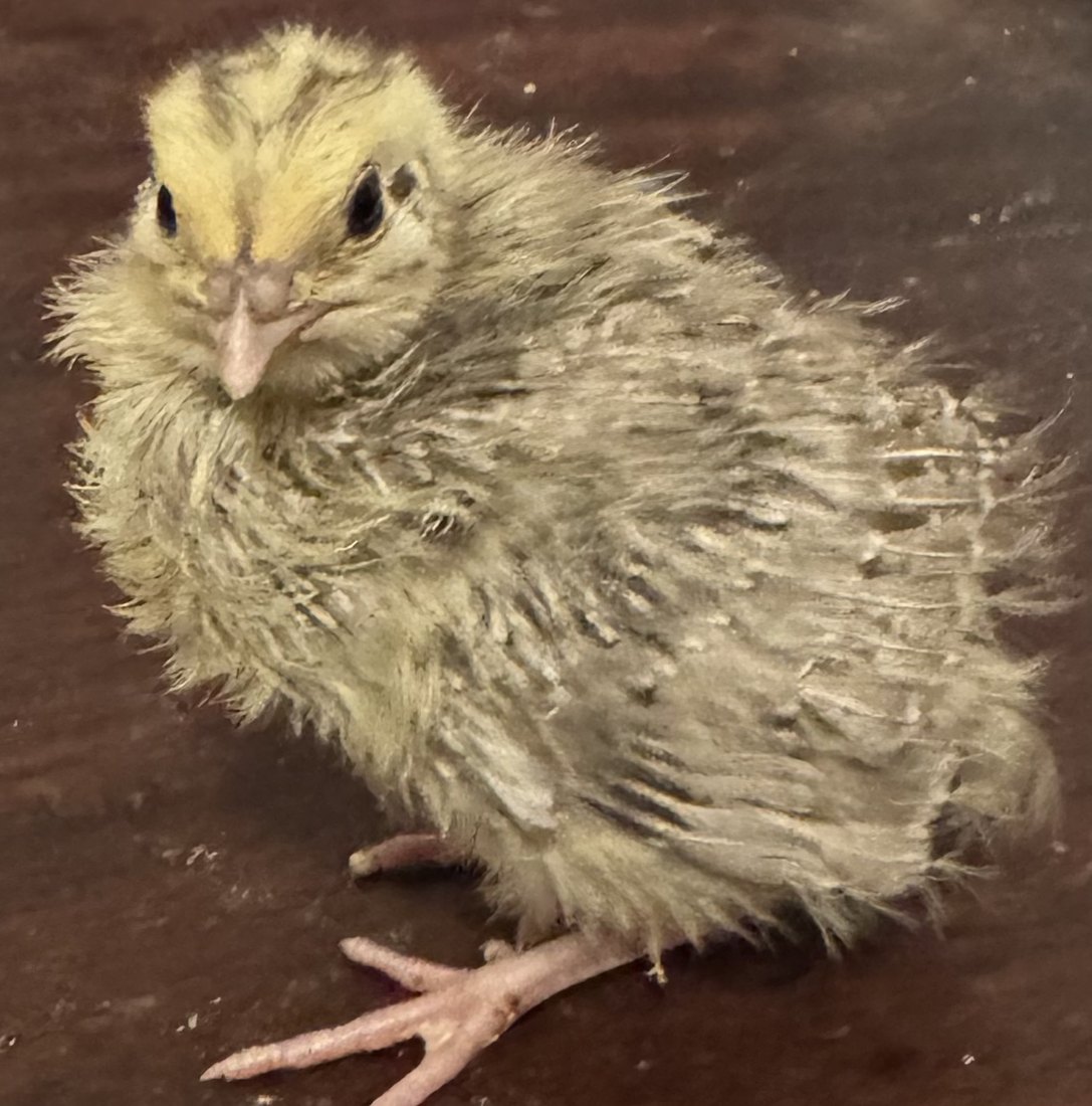 A young Coturnix quail chick facing the camera