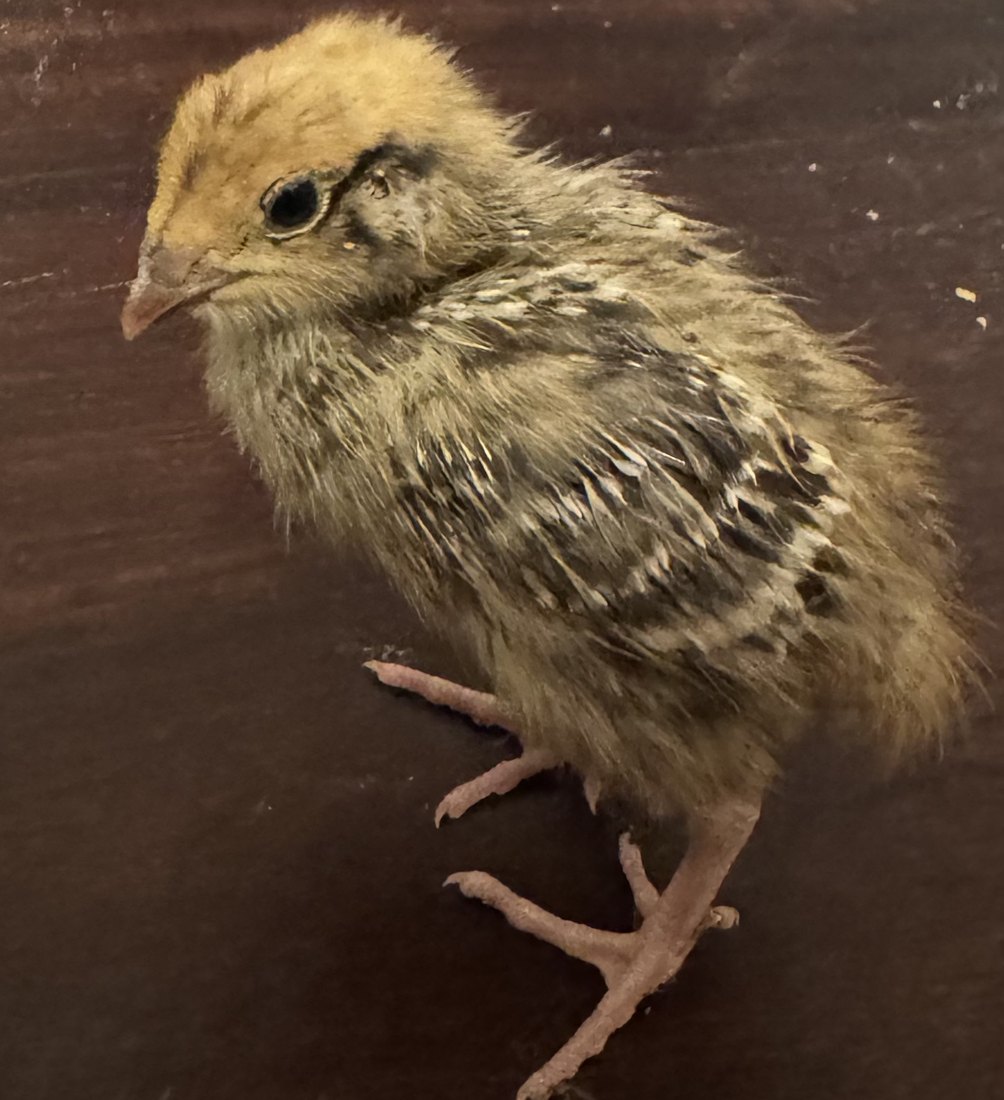 A Coturnix quail chick with its first patterned feathers