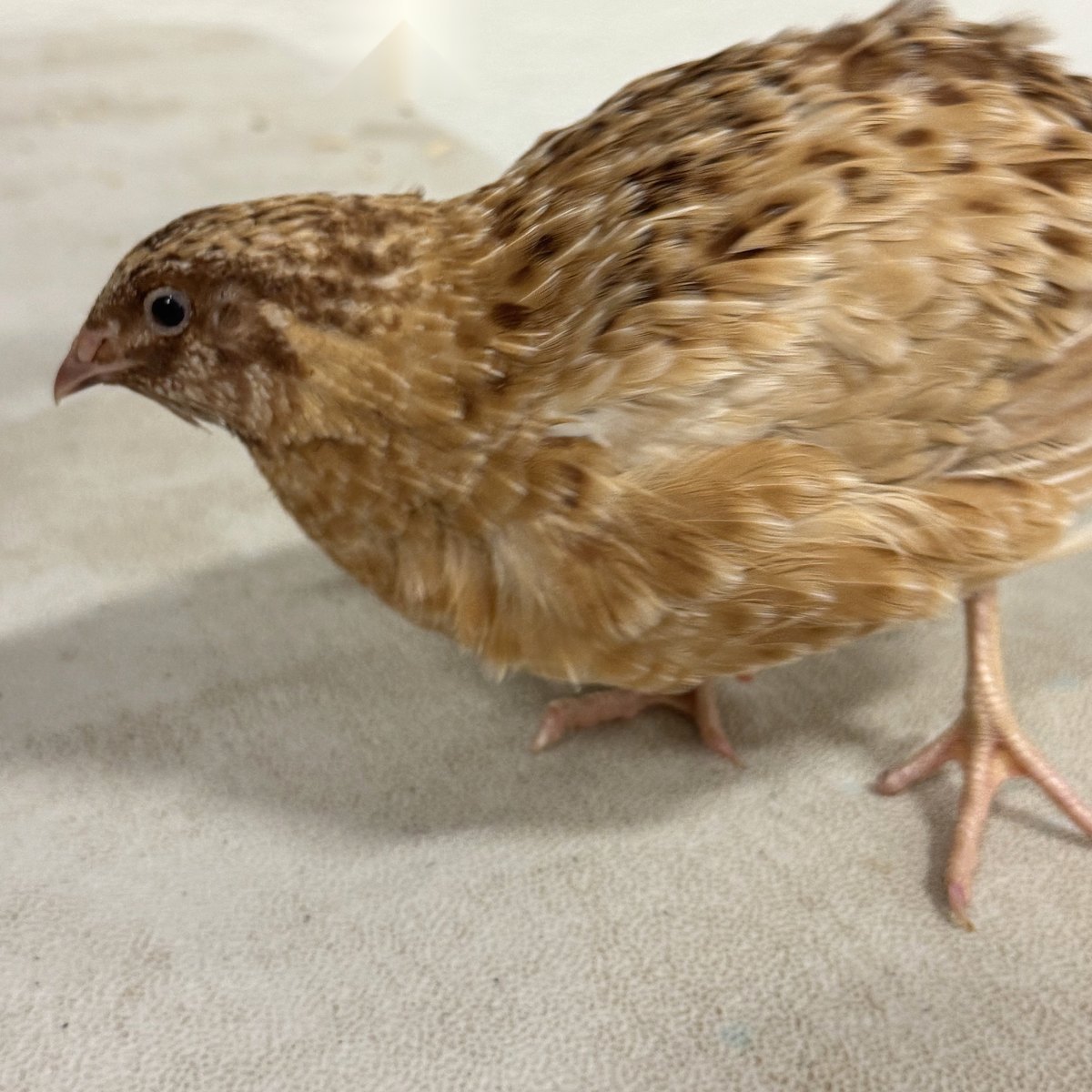 An Autumn Amber jumbo Coturnix quail in side profile, showing warm gold plumage with deep auburn accents