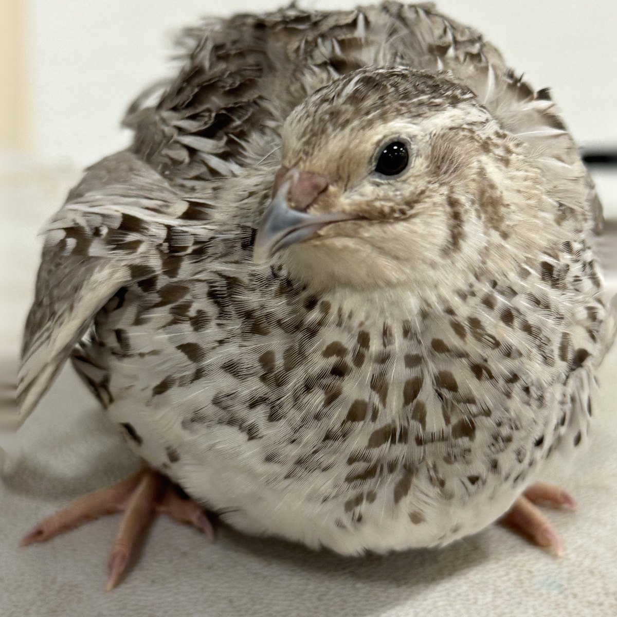 An Egyptian Fee jumbo Coturnix quail showing the pale face and speckled breast