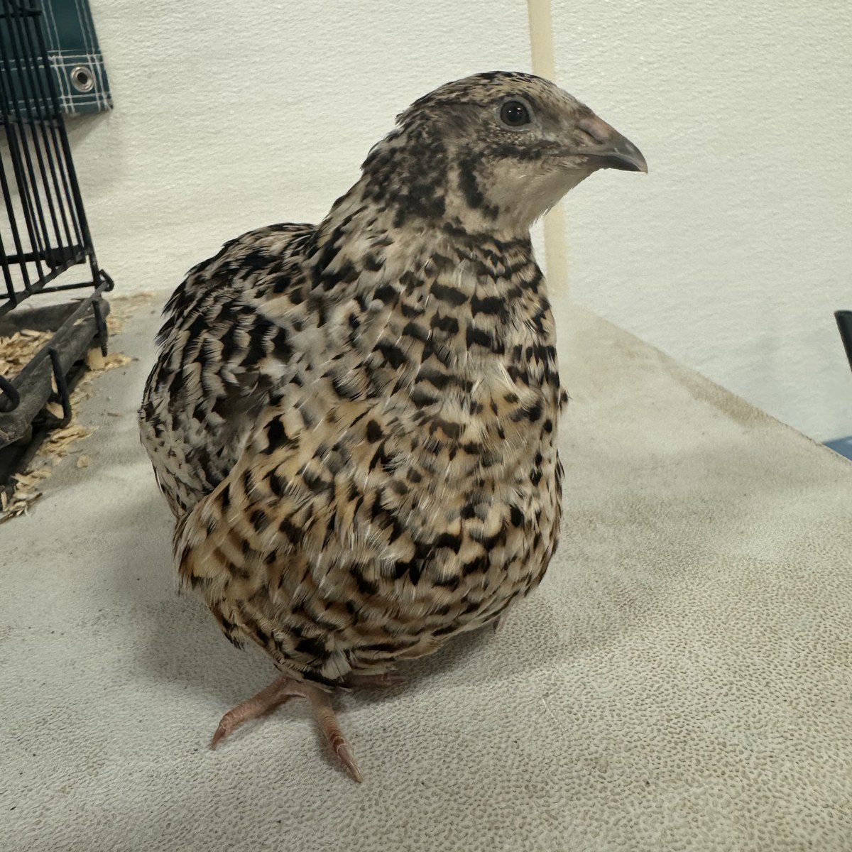 A German Pansy jumbo Coturnix quail showing high contrast gold, white and black markings